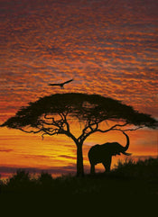 Komar African Sunset Fotobehang National Geographic 194x270cm | Yourdecoration.nl