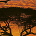 Komar African Sunset Fotobehang National Geographic 194x270cm | Yourdecoration.nl