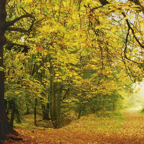 Komar Autumn Forest Fotobehang 388x270cm | Yourdecoration.nl