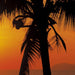 Komar Palmy Beach Sunrise Fotobehang 368x254cm | Yourdecoration.nl