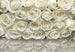 Komar A la Rose Fotobehang 368x254cm | Yourdecoration.nl