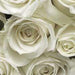 Komar A la Rose Fotobehang 368x254cm | Yourdecoration.nl