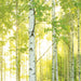 Komar Sunday Fotobehang National Geographic 368x254cm | Yourdecoration.nl