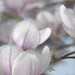 Komar Magnolia Fotobehang 368x254cm | Yourdecoration.nl