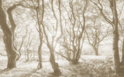 Komar Bleached Birch Vlies Fotobehang 400x250cm 4 banen | Yourdecoration.nl