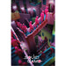 Pyramid PP35008 Squid Game Crazy Stairs Poster | Yourdecoration.nl