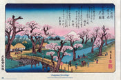 Poster Cherry Trees At Koganei Utagawa Hiroshige 61x91 5cm Grupo Erik GPE5930 | Yourdecoration.nl