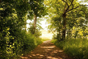 Dimex Forest Path Fotobehang 375x250cm 5 banen | Yourdecoration.nl