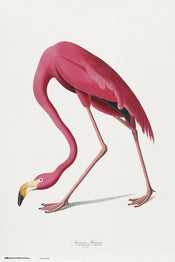 Grupo Erik GPE5541 American Flamingo Poster 61X91,5cm | Yourdecoration.nl