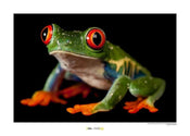 Komar Red eyed Treefrog Kunstdruk 70x50cm | Yourdecoration.nl