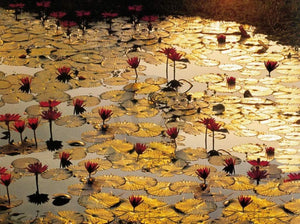 Bruno Baumann  Lotus Pond Kunstdruk 80x60cm | Yourdecoration.nl