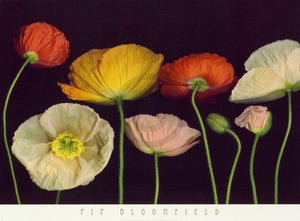 Pip Bloomfield  Poppy Garden I Kunstdruk 91x66cm | Yourdecoration.nl