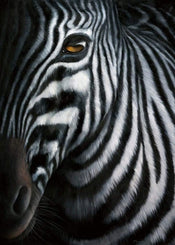 Jutta Plath  Zebra I Kunstdruk 60x80cm | Yourdecoration.nl