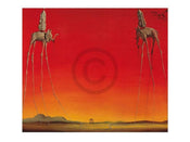 Salvador Dali  Les Elephants Kunstdruk 80x60cm | Yourdecoration.nl