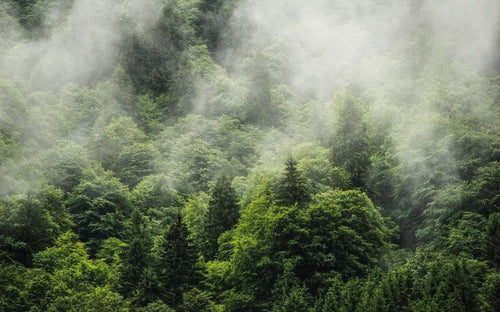 Komar Forest Land Vlies Fotobehang 400x250cm 4 banen | Yourdecoration.nl