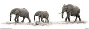 Pyramid Mario Moreno The Elephants Poster 91,5x30,5cm | Yourdecoration.nl