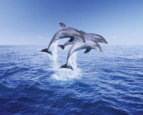 Pyramid Dolphin Trio Poster 50x40cm | Yourdecoration.nl