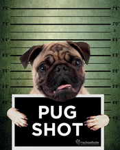 Pyramid Rachael Hale Pug Shot Banjo Poster 40x50cm | Yourdecoration.nl