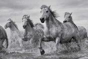 Pyramid Camargue Horses Poster 91,5x61cm | Yourdecoration.nl