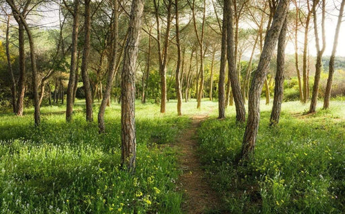 Komar Blutenzauberwald Vlies Fotobehang 450x280cm 9 banen | Yourdecoration.nl