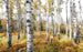 Komar Colorful Aspenwoods Vlies Fotobehang 450x280cm 9 banen | Yourdecoration.nl