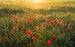 Komar Poppy World Vlies Fotobehang 450x280cm 9 banen | Yourdecoration.nl