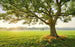 Komar The Magic Tree Vlies Fotobehang 450x280cm 9 banen | Yourdecoration.nl