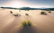 Komar Vivid Dunes Vlies Fotobehang 450x280cm 9 banen | Yourdecoration.nl