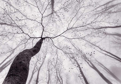 Wizard+Genius Inside the Trees Fotobehang 366x254cm 8 banen | Yourdecoration.nl