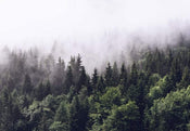 Wizard+Genius Foggy Forest Fotobehang 366x254cm 8 banen | Yourdecoration.nl