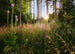 Komar Vlies Fotobehang x7 1005 Summer Glade | Yourdecoration.nl