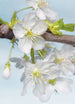 Komar Blossom Vlies Fotobehang 184x248cm | Yourdecoration.nl