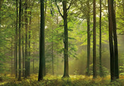 Wizard+Genius Autumn Forest Fotobehang 366x254cm | Yourdecoration.nl