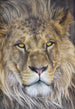 Komar Lion Fotobehang 127x184cm | Yourdecoration.nl