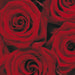 Komar Roses Fotobehang 194x270cm | Yourdecoration.nl