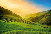 Wizard+Genius Terraced Rice Field In Vietnam Vlies Fotobehang 384x260cm 8 banen | Yourdecoration.nl