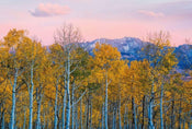 Wizard+Genius Birches and Mountains Vlies Fotobehang 384x260cm 8 banen | Yourdecoration.nl