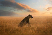 Wizard+Genius Lioness Vlies Fotobehang 384x260cm 8 banen | Yourdecoration.nl