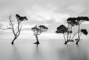 Wizard+Genius Trees in the Still Water Vlies Fotobehang 384x260cm 8 banen | Yourdecoration.nl