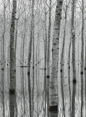 Wizard+Genius Birch Forest In The Water Vlies Fotobehang 192x260cm 4 banen | Yourdecoration.nl