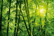 Wizard+Genius Bamboo Forest Vlies Fotobehang 384x260cm 8 banen | Yourdecoration.nl