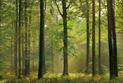 Wizard+Genius Autumn Forest Vlies Fotobehang 384x260cm 8 banen | Yourdecoration.nl