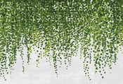 Wizard+Genius Hanging Plants Vlies Fotobehang 384x260cm 8 banen | Yourdecoration.nl