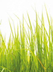 Wizard+Genius High Grass Vlies Fotobehang 192x260cm 4 banen | Yourdecoration.nl