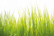 Wizard+Genius High Grass Vlies Fotobehang 384x260cm 8 banen | Yourdecoration.nl