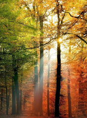 Wizard+Genius Golden Autumn Vlies Fotobehang 192x260cm 4 banen | Yourdecoration.nl