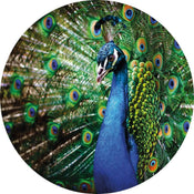 Wizard+Genius Beautiful Peacock Vlies Fotobehang 140x140cm rond | Yourdecoration.nl