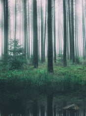 Wizard+Genius In the Woods Vlies Fotobehang 192x260cm 4 banen | Yourdecoration.nl