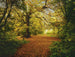 Komar Autumn Forest Fotobehang 388x270cm | Yourdecoration.nl