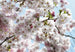 Komar Spring Fotobehang National Geographic 368x254cm | Yourdecoration.nl